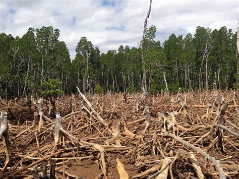 The Devastating Effects Of Deforestation ⋆ Big Blog Of Gardening