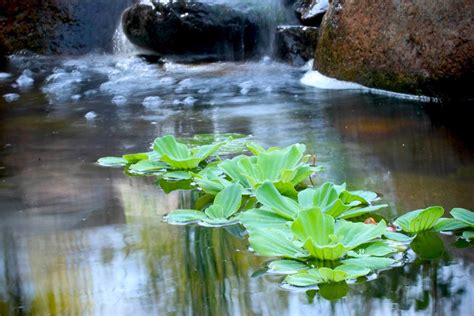 10 Popular Pond Plants R And A Landscaping Radio Integracion