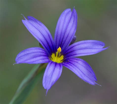 Nwflora Idaho Blue Eyed Grass Sisyrinchium Idahoense