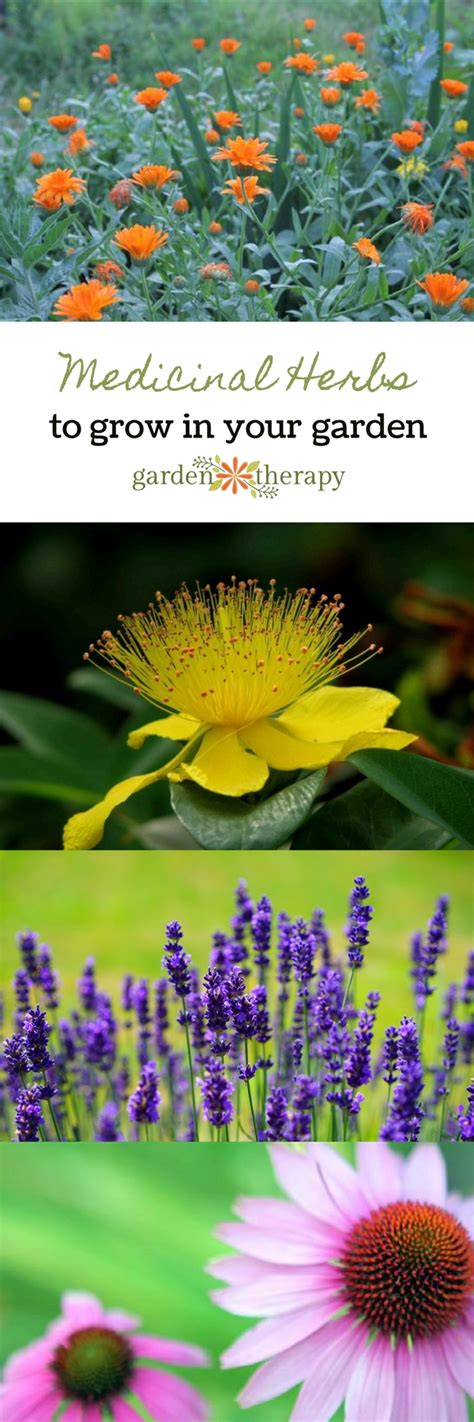 The Top Five Medicinal Herbs To Grow In Your Garden And
