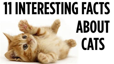 There are interesting facts about their lives, habits and history. 11 Interesting Facts About Cats - YouTube