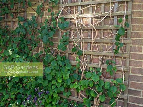 Check spelling or type a new query. Clematis montana - P... stock photo by Jacqui Dracup ...