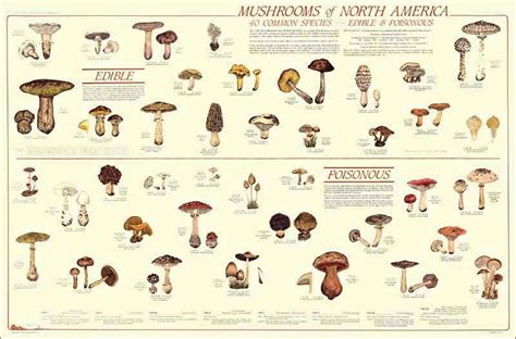 404 Not Found Poster Poster Wall Edible Mushrooms