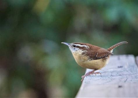 Best Carolina Wren Stock Photos Pictures And Royalty Free Images Istock