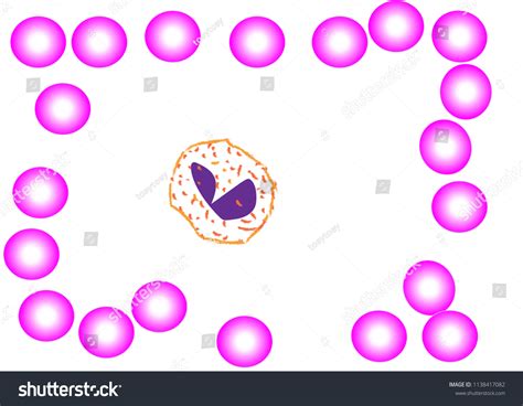 White Blood Cell Eosinophil Stock Vector Royalty Free 1138417082