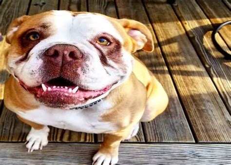 13 Ridiculously Adorable Pitbull Mixes You Wouldnt Believe Exist