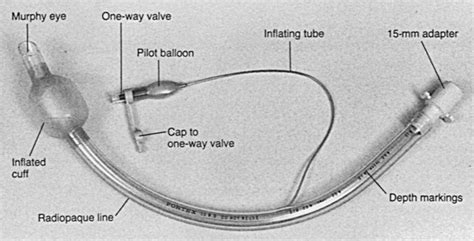 Labeled Endotracheal Tube Parts