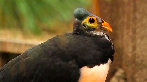 20 Jenis Burung Langka Di Indonesia Lengkap Dengan Gambar
