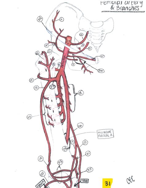 Femoral Artery And Branches Diagram Quizlet