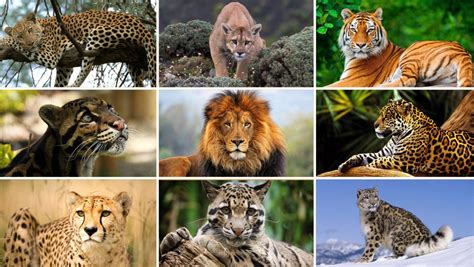 Around 40 species of cat are currently recognized. Protecting big cats is the call of next year's World ...