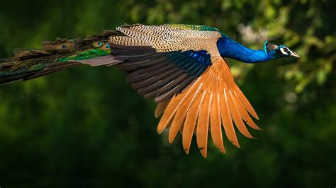 Birds Indian Peafowl Or Peacocks Indian Peacock Colored Birds With Green And Blue Feathers Ultra