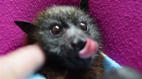Petting A Baby Bat Paravotti Gets Cuddle Therapy Baby Bats Cute