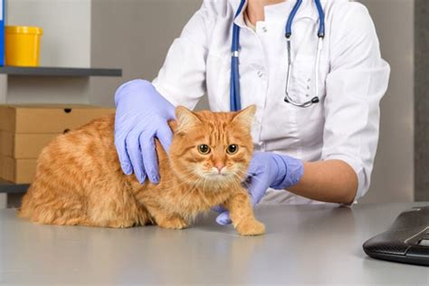 Meest Voorkomende Soorten Wormen Bij Katten Tekenen En Behandeling