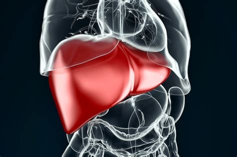 Human Liver 3d Illustration Premium Photo