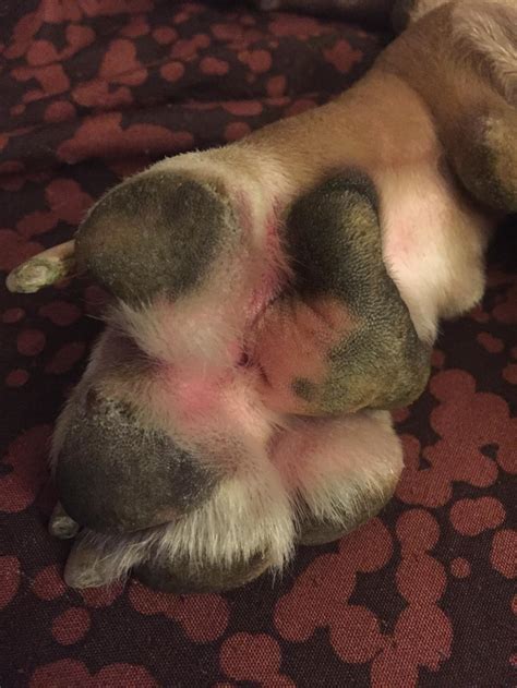 How Can I Help My Dogs Swollen Paw