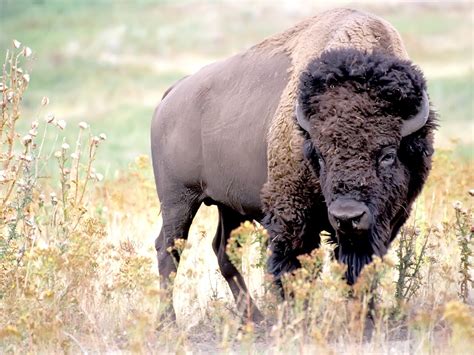 All About Animal Wildlife American Bison Animal Few Facts And Images