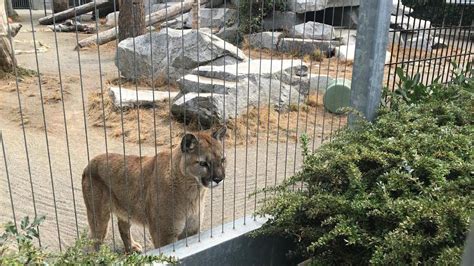 Cougar Mountain Zoo Issaquah Wa Youtube