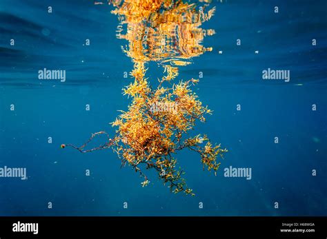 Phaeophyceae Sargassum Seaweed Underwater With Reflection At The