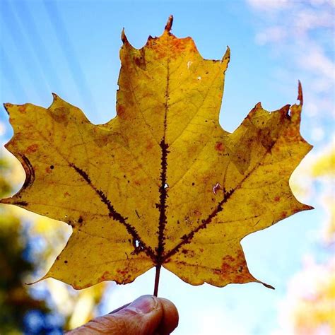 Fall is awesome !!! #firstdayoffall #autumn #leaf #color #what_i_saw_in