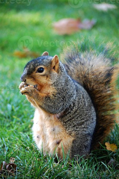 Squirrel Eating Nut 755797 Stock Photo At Vecteezy