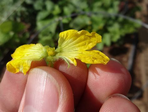 The Scientific Gardener Hand Pollinating Melons