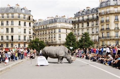 Animaux Sauvages En Ville Par Renaud Marion