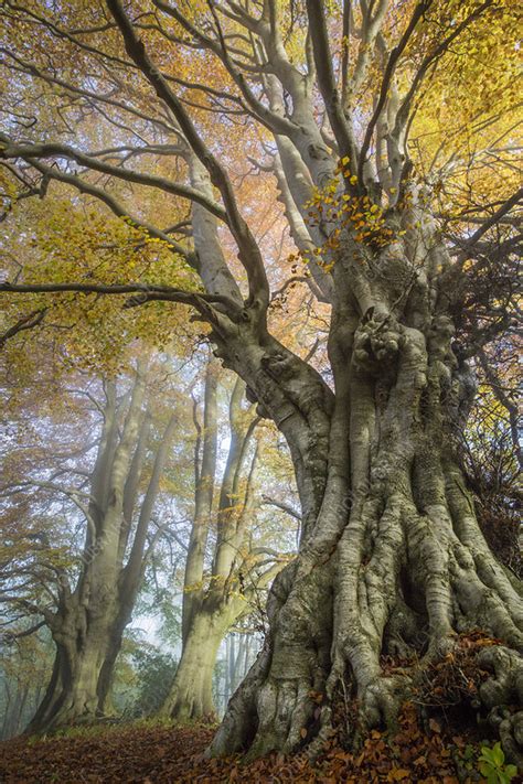 Ancient Beech Trees Fagus Sylvatica Stock Image C0428524