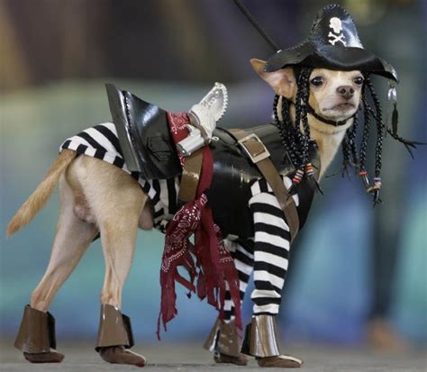 Hunde süße verrückte hunde hunde videos. Bilderstrecke zu: Süß oder Sauer?: Halloween für Hunde ...