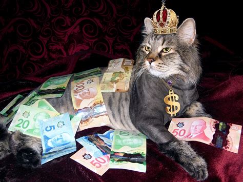 15 ответов 89 ретвитов 29 отметок «нравится». Money Cat Wealth Canadian · Free photo on Pixabay