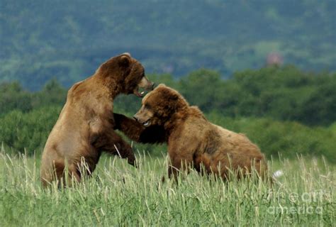 Grizzly Bears Fighting Photograph By Patricia Twardzik