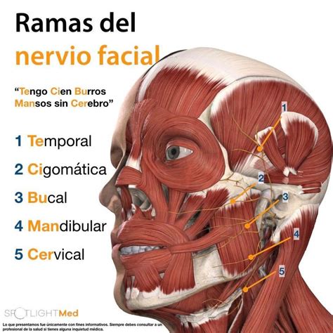 Ramas Del Nervio Facial Fuentespotlightmed Facebook Medical Anatomy