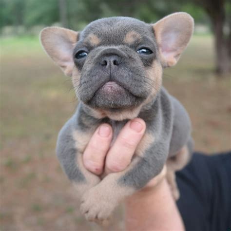 French Bulldog Puppy Teh Cute