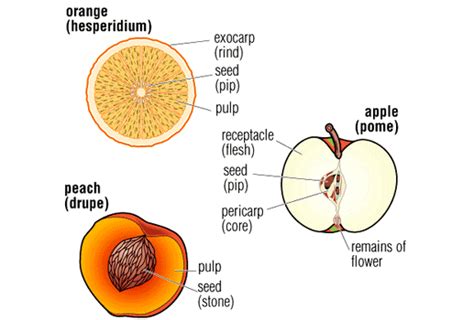 Hesperidium Definition