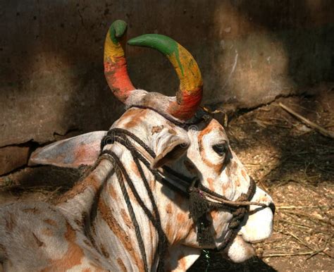 Holy Cow India Stock Image Image Of Sacred Holi Diwali 5774191