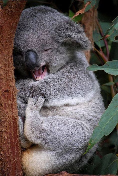Sleeping Koala Animals Insects Reptiles Pinterest