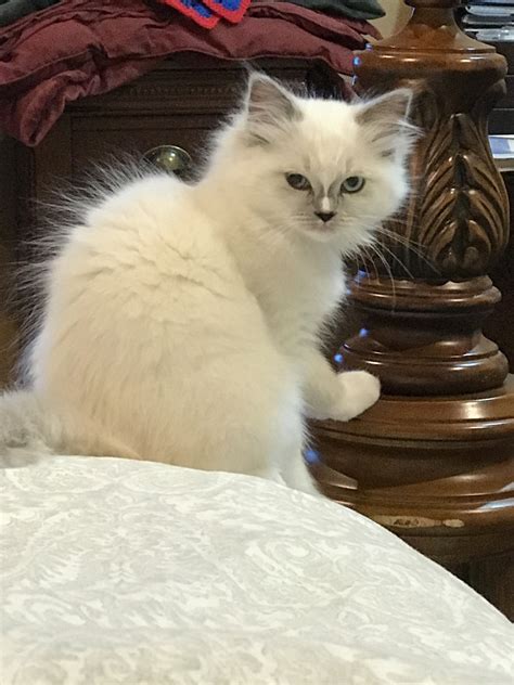 Ragdolls have been a part of our family for a really long time, felt like it was time to talk about it. Ragdoll Cats For Sale | Center Moriches, NY #255494