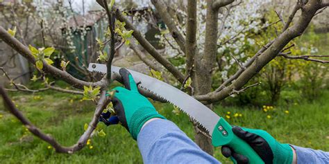 Should You Trim A Trees Lower Branches Limbing Up Trees