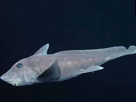 bizarre deep sea ghost shark caught on camera for first time the independent the independent
