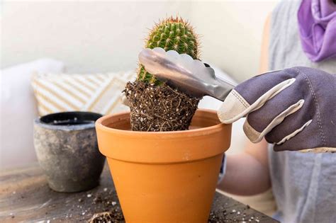 How To Safely Transplant A Cactus