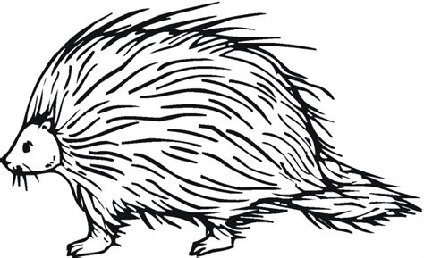Porcupine Coloring Pages Best Coloring Pages For Kids