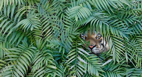 Undiscovered animals could be hiding in these 4 Earth locations