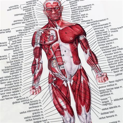 Esquema Del Sistema Muscular Con Los Nombres De Sus Partes Anatomia