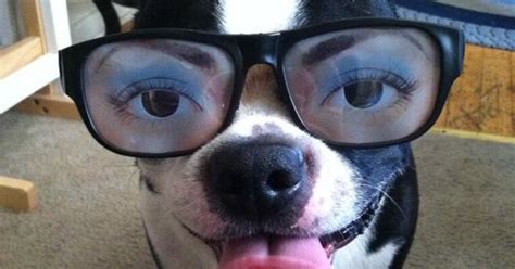 Check Out This Funny Boston Terrier Dog With Human Eyes Photo