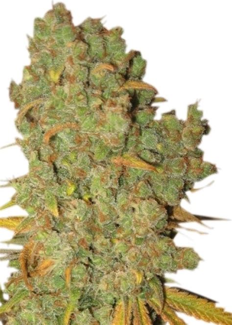 Special Kush 1 Strain Info Special Kush 1 Weed By Royal Queen Seeds