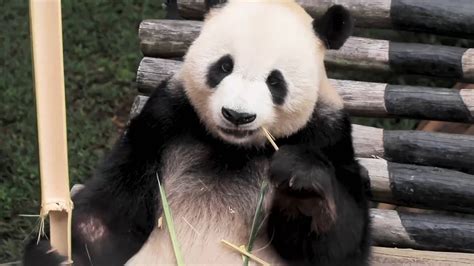 Globalink Giant Pandas Become Ambassadors Of Friendship Between China