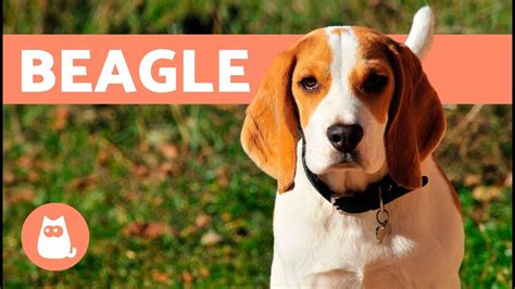 Beagle Dogs History Characteristics And Training Dog Potato