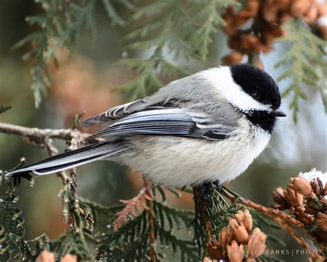 Prairie Nature Winter Chickadee In Saskatchewan