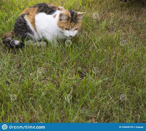 Tricolor Cat Walks In Green Grass On A Sunny Day In Summer Stock Image