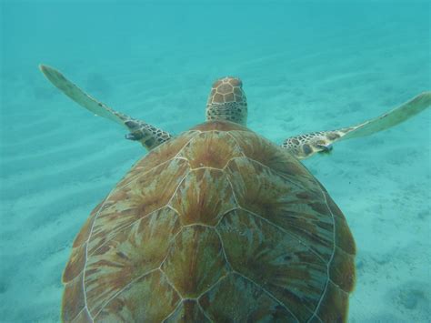 Turtle Sea Caribbean · Free Photo On Pixabay