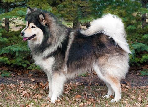 Finnish Lapphund Dog Breed Information Photos Overview And Facts